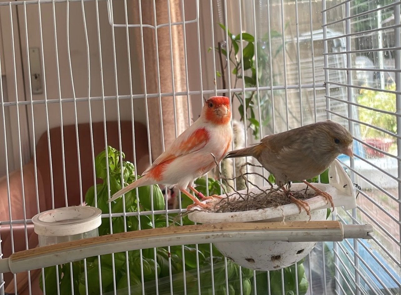 Kanarie Koppel, Meerdere dieren, Kleurkanarie