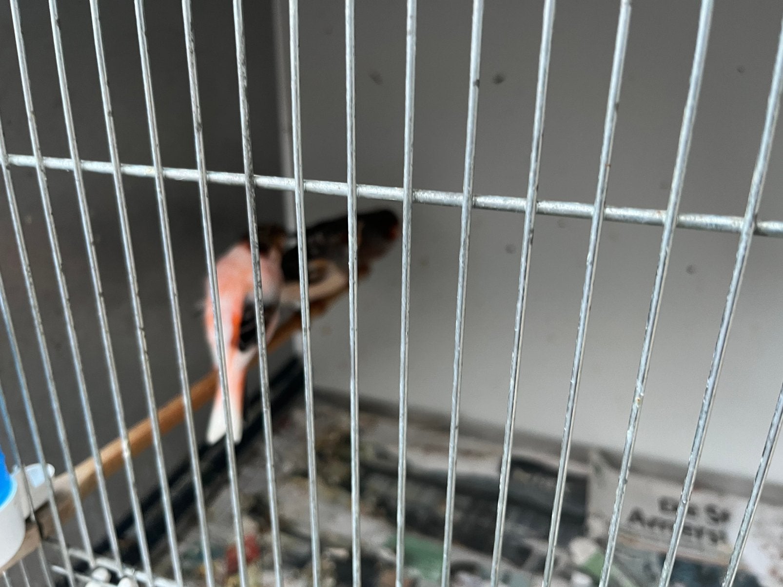 Te koop, Mannelijk, Kleurkanarie