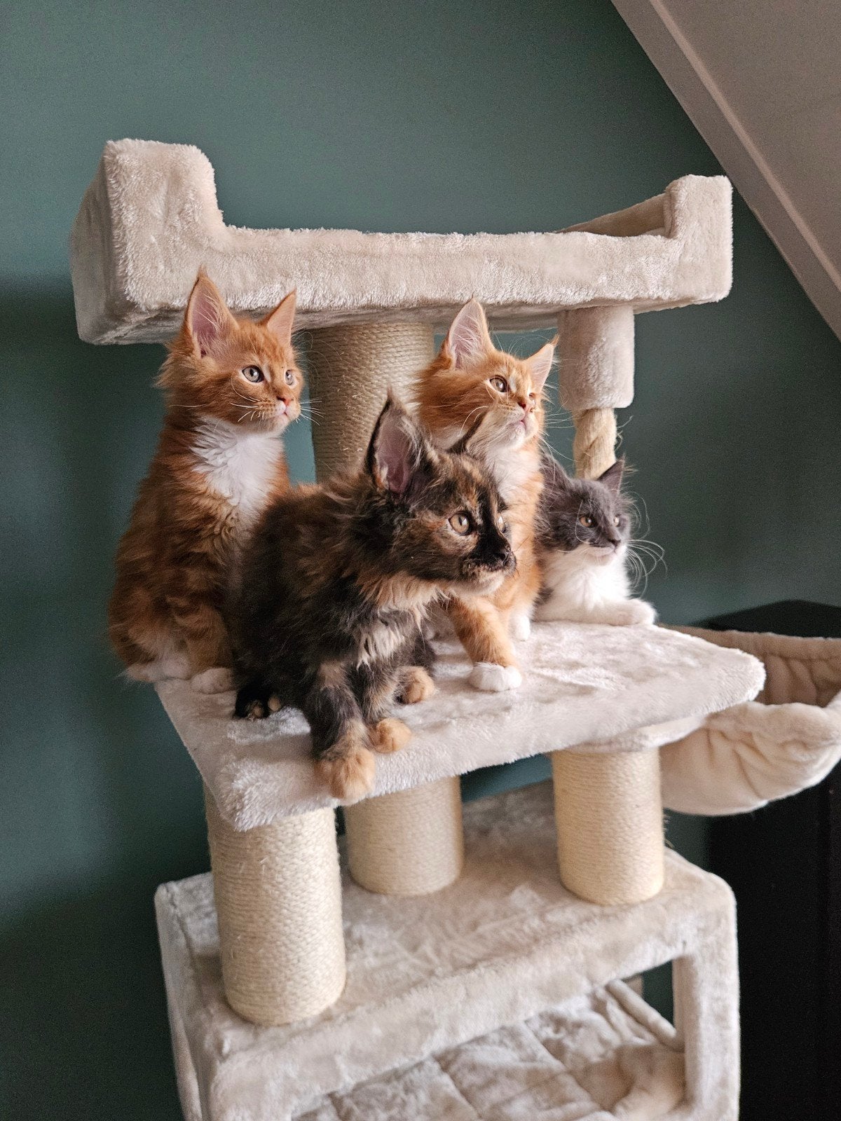 Maine Coon poesjes met stamboom zoeken een liefdevol thuis ., Dieren en Toebehoren, Meerdere dieren, Met stamboom, 0 tot 2 jaar