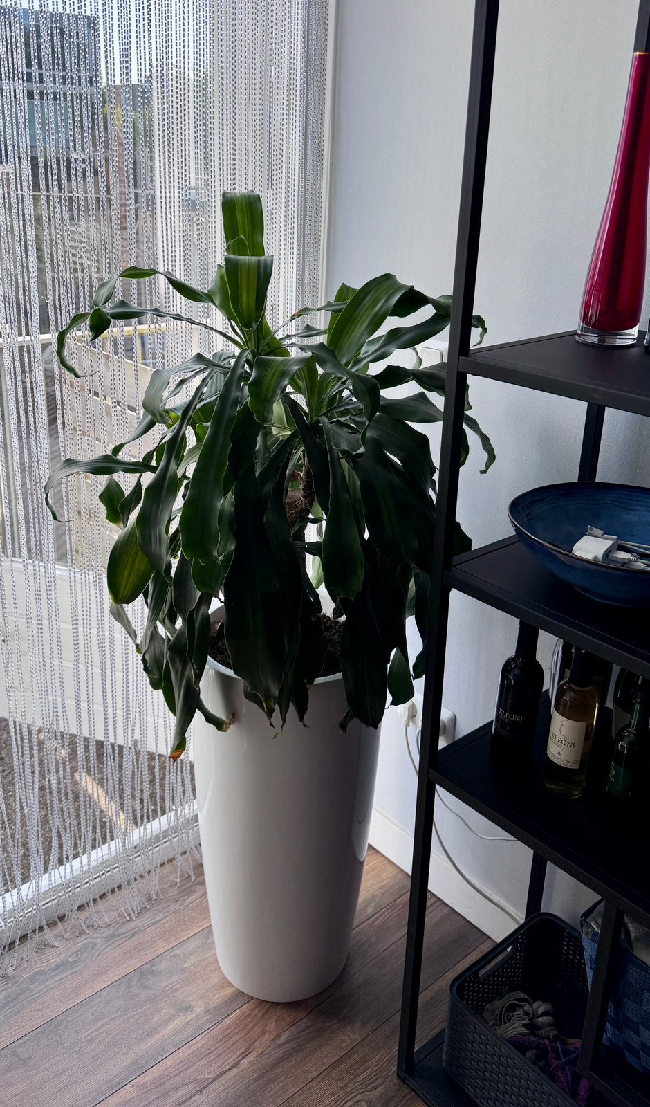 Kamerplant Dracaena fragrans incl bak, Ophalen, Halfschaduw, 100 tot 150 cm