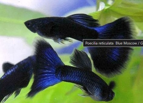 blue moscow guppen, Vis, Zoetwatervis, Schoolvis