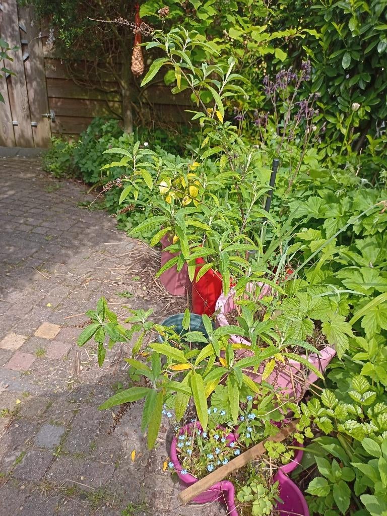 vlinderstruik, Volle zon, Vaste plant, Zomer, Ophalen