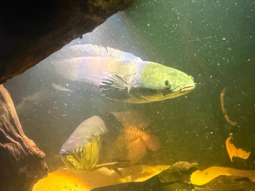 channa marulioides blue 60cm, Dieren en Toebehoren, Vissen | Aquariumvissen, Vis, Zoetwatervis