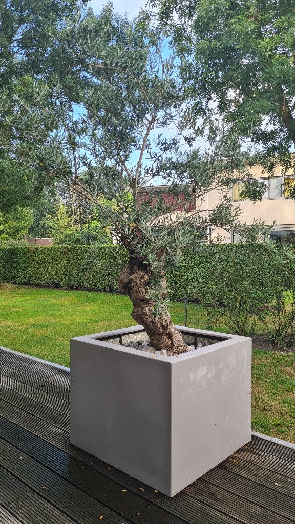 Olijfboom dikke stam, met mooie bak, Tuin en Terras, Bloeit niet, 100 tot 250 cm, Olijfboom, Ophalen