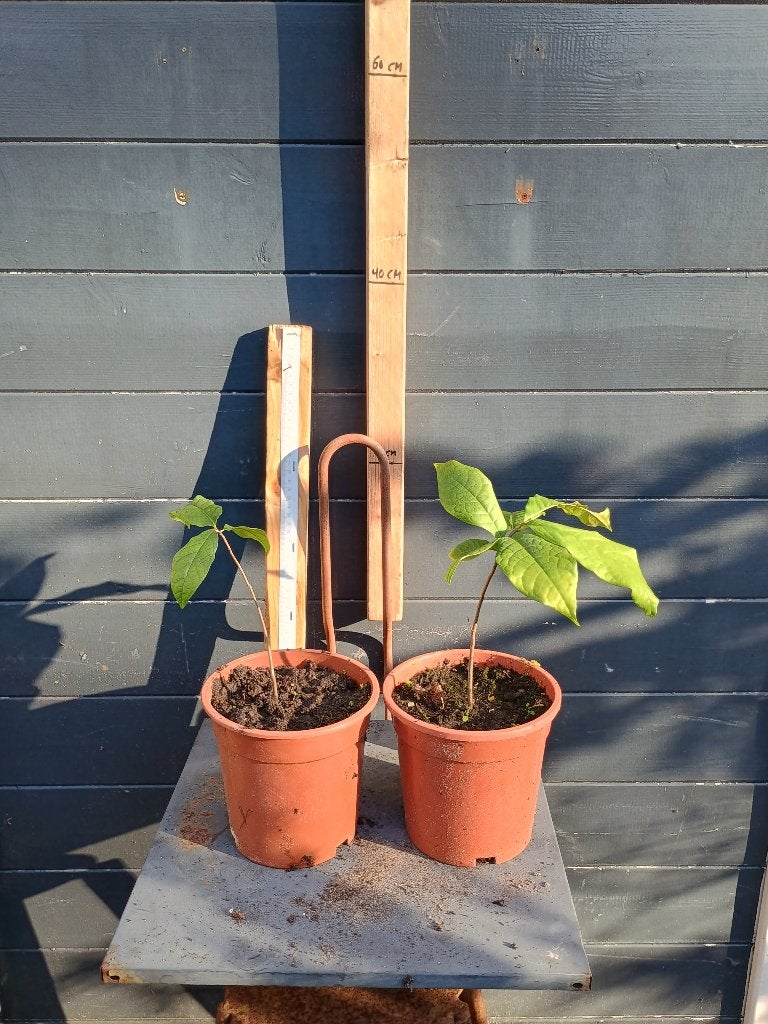 Pawpaw 'Sunflower' zaailingen - winterharde fruitboom, Minder dan 100 cm, Lente, Overige soorten, Volle zon