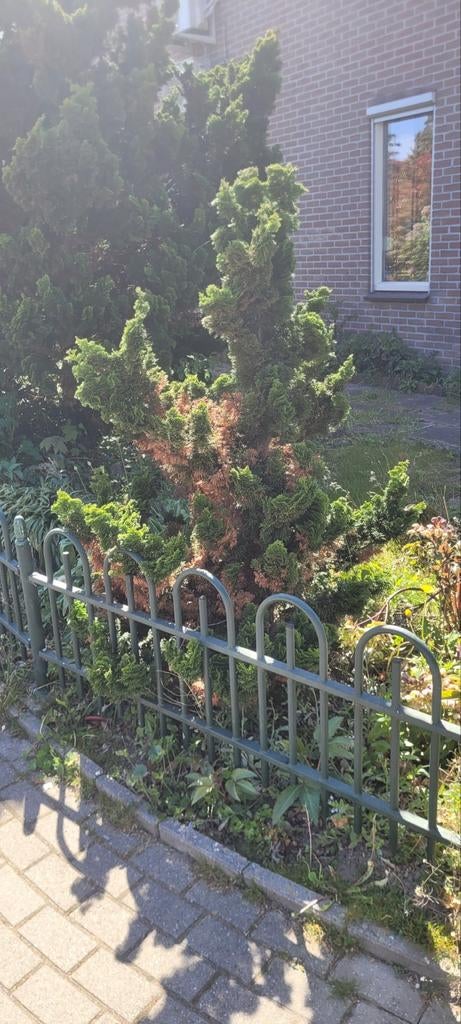 Conifeer gratis af te halen, Tuin en Terras, Planten | Tuinplanten, Ophalen