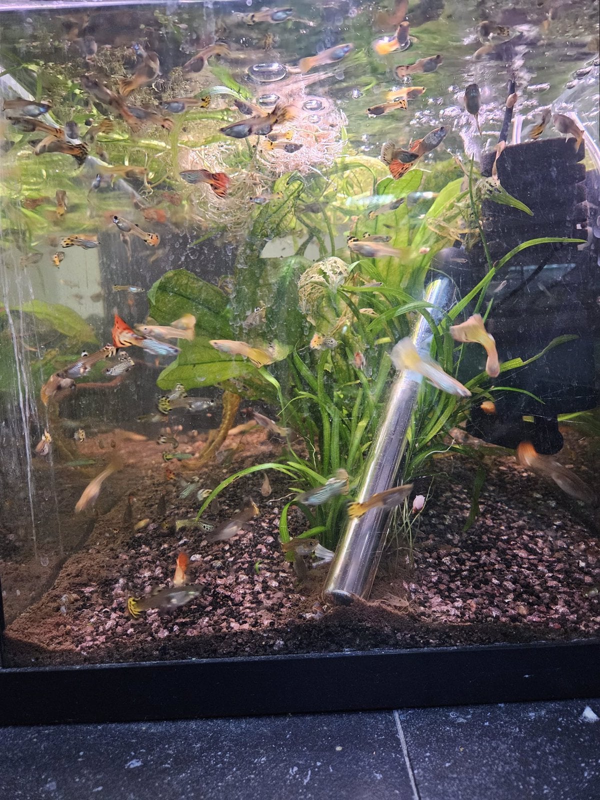 Prachtige cobra snake skin guppy guppen te koop, Dieren en Toebehoren