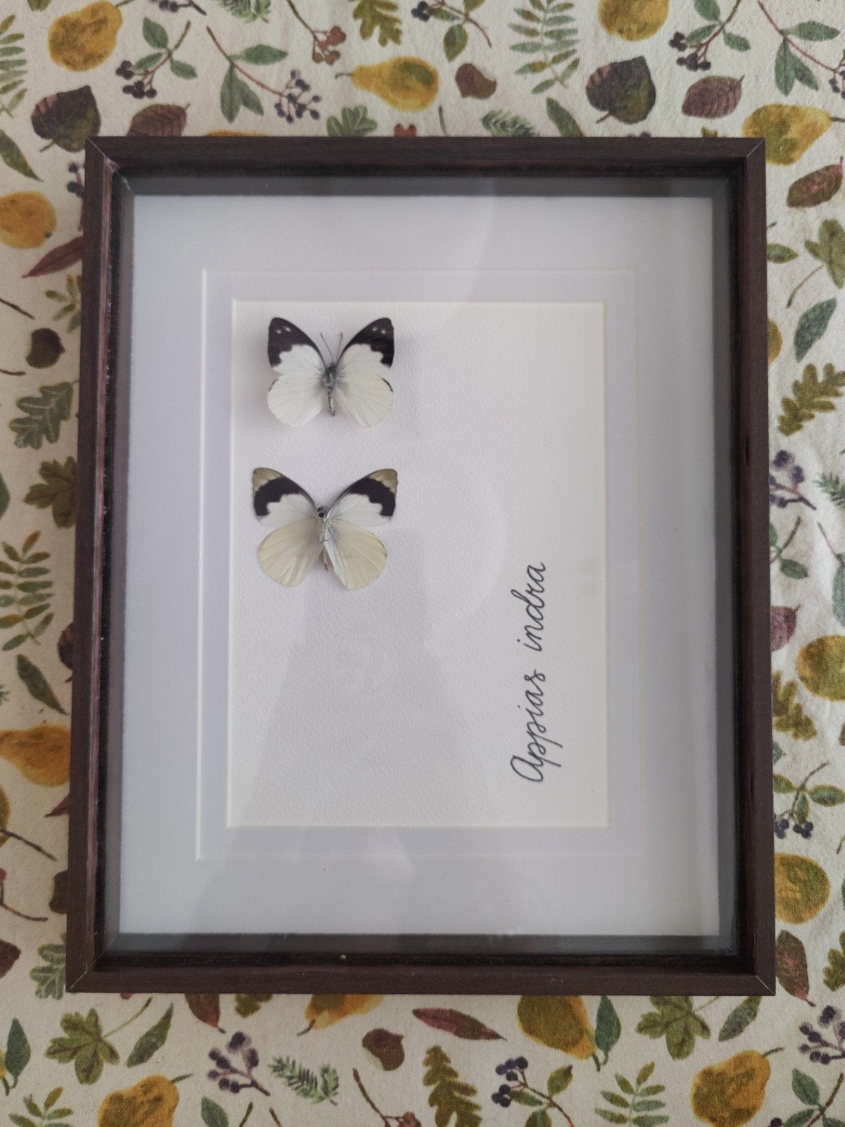 Opgezette vlinder in lijst / taxidermie - Appias indra, Ophalen of Verzenden, Nieuw, Insect, Opgezet dier