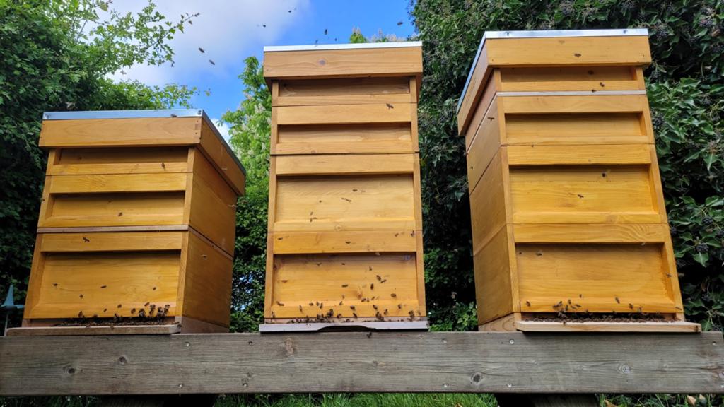 Buckfast F1 bijenvolk, Dieren en Toebehoren, Insecten en Spinnen, Bijen