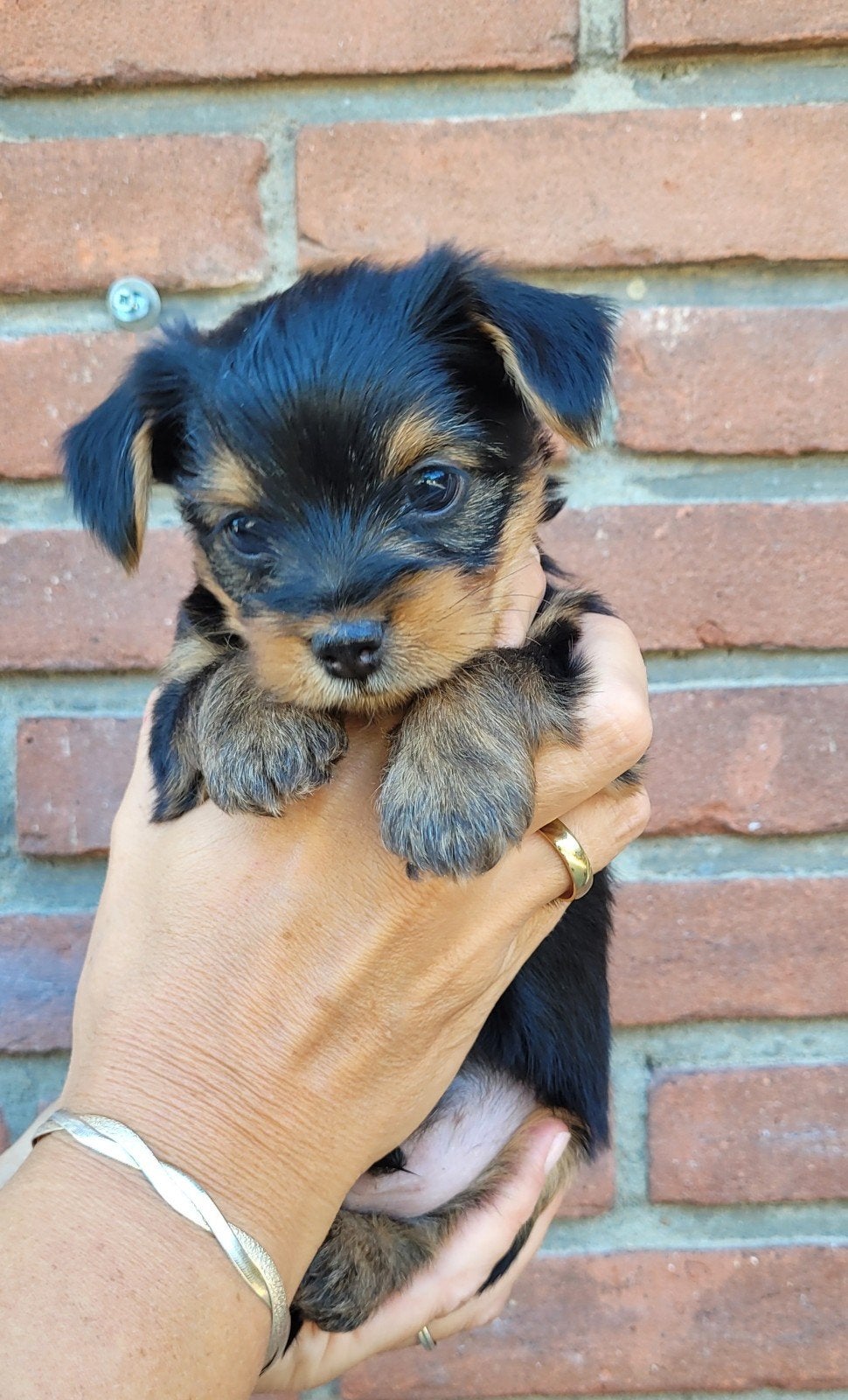Onwijs leuk lief en kleinblijvend boomer reutje, Dieren en Toebehoren, Honden | Niet-rashonden, Reu, 8 tot 15 weken, Parvo, Eén hond