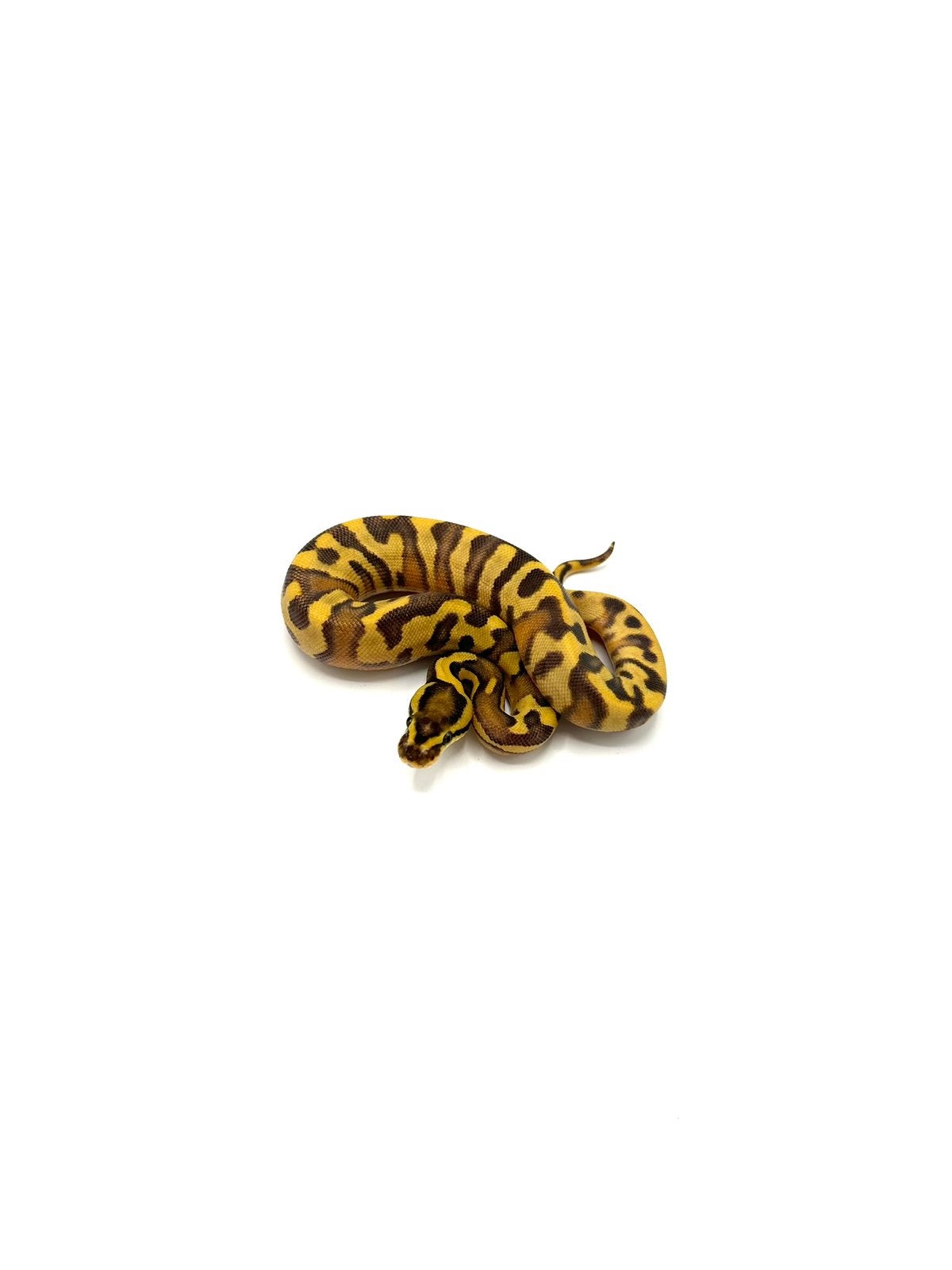 Diverse Python regius - koningspythons Ball Python photo 6