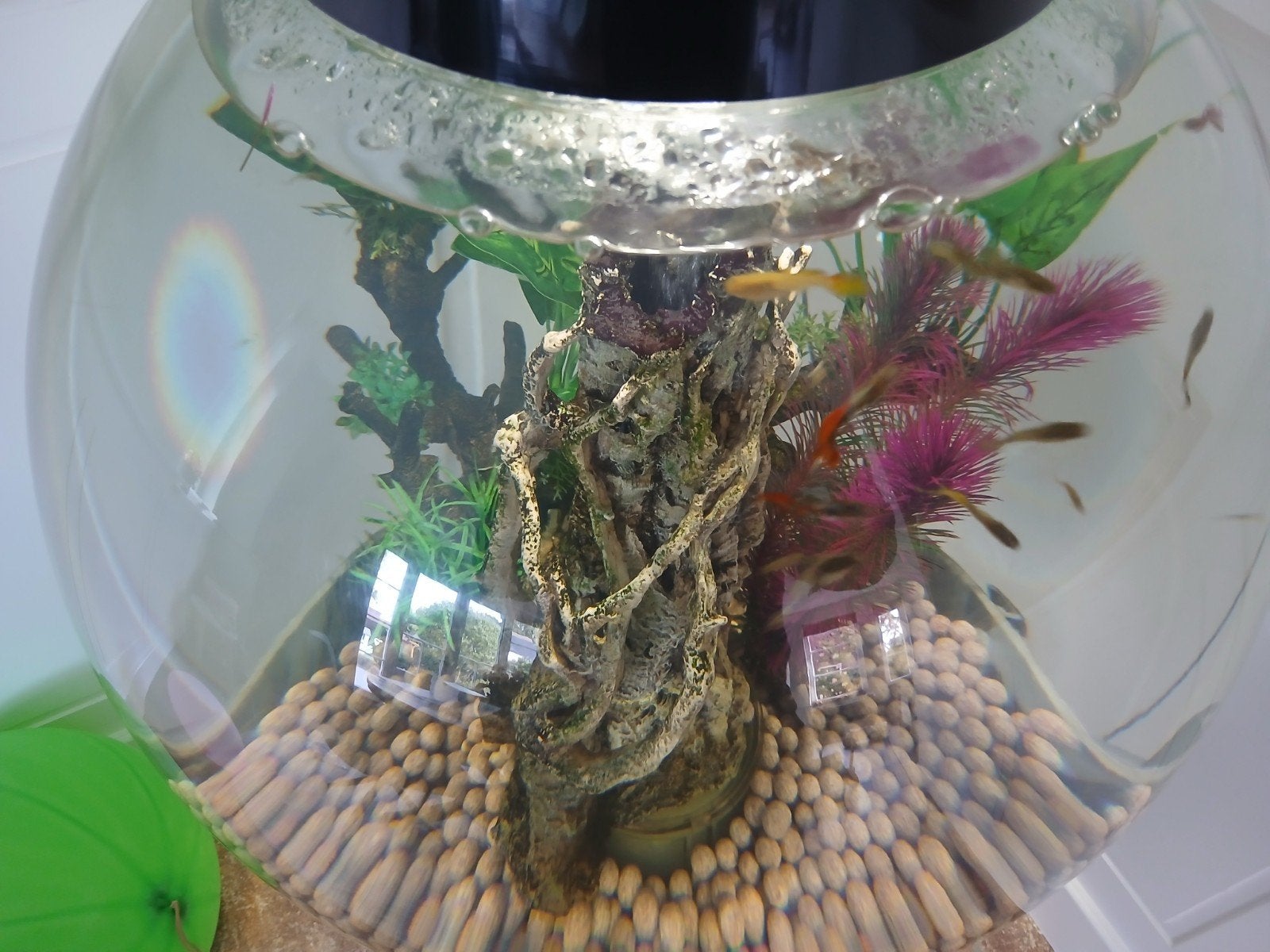8 gratis af te halen guppies, Ophalen