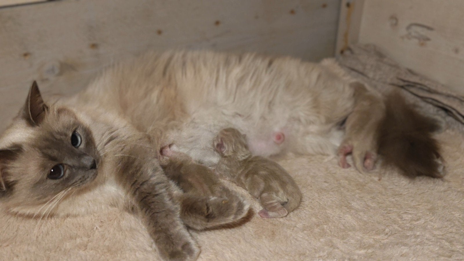Prachtige BirmaDoll katertjes – Geboren 1 augustus, Dieren en Toebehoren, Katten en Kittens | Overige Katten, Kater, Langharig