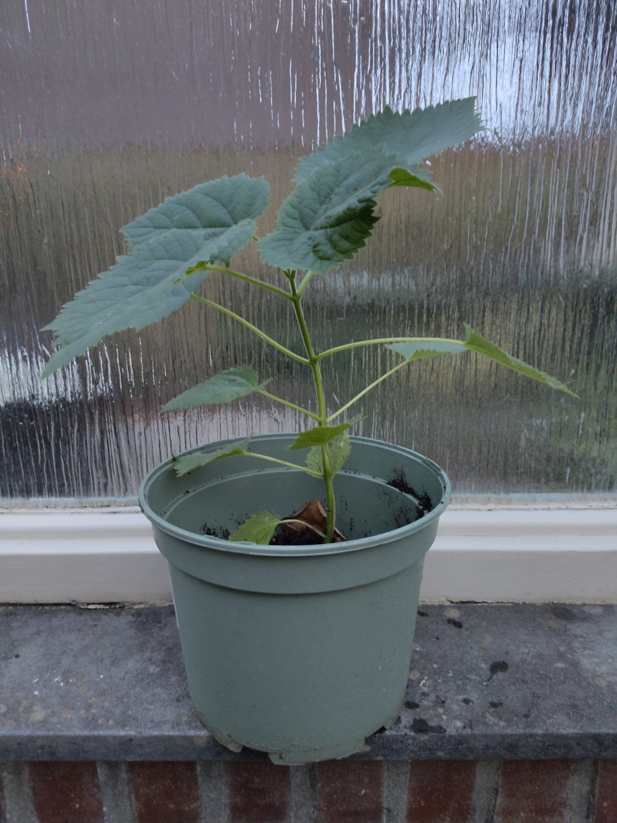 Anna Paulowna boom  40 cm hoog, Ophalen, Vaste plant, Overige soorten, Volle zon