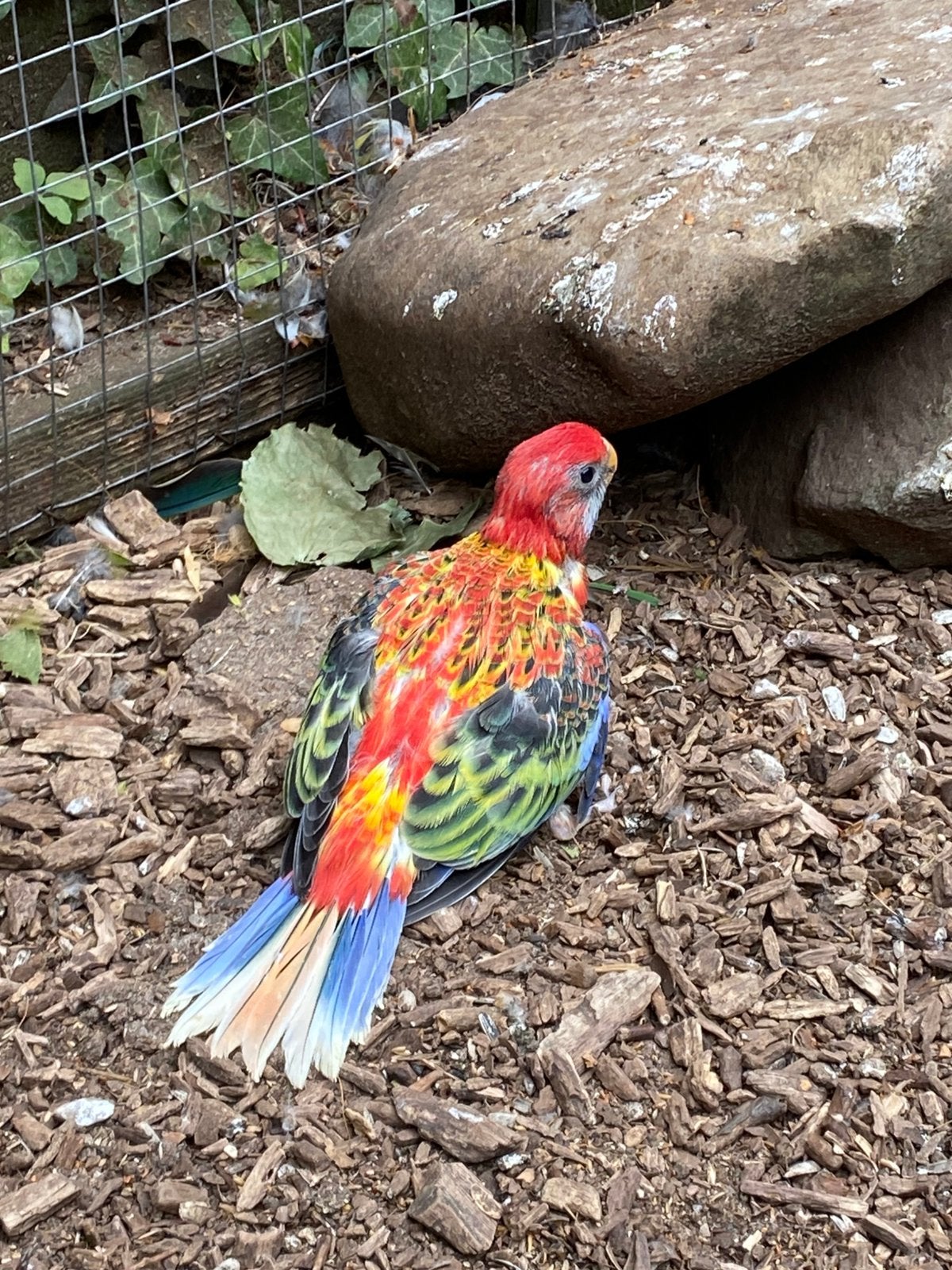 4 jonge prachtrosellas, Meerdere dieren, Parkiet