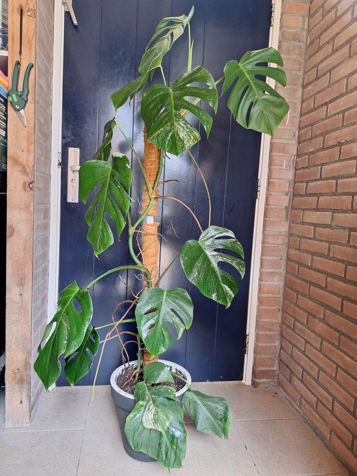 Monstera Deliciosa Variegata - Grote Kamerplant, Ophalen, 100 tot 150 cm, Overige soorten, Halfschaduw