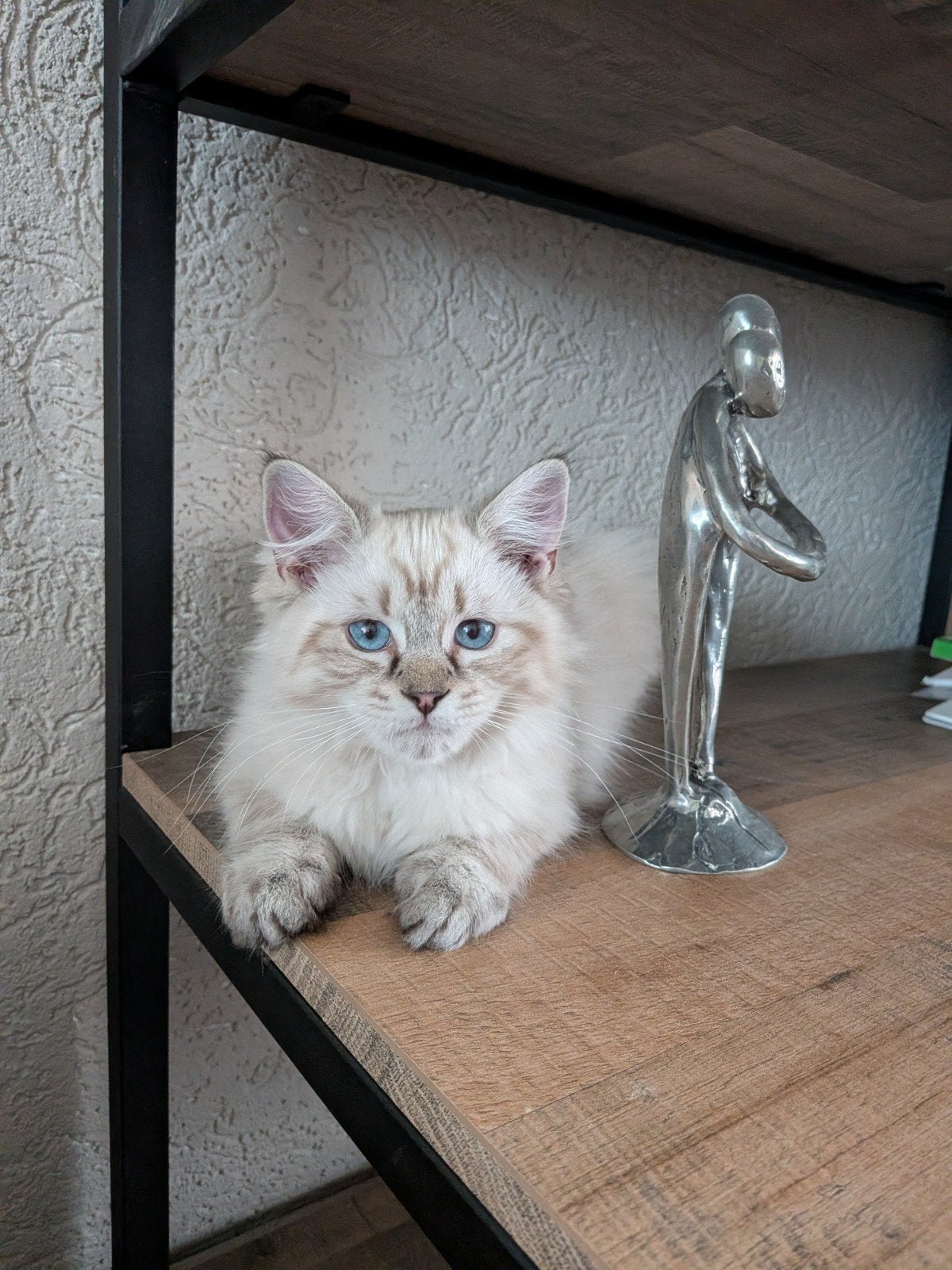 Ragdoll kittens kater, Dieren en Toebehoren, Kater, Ontwormd, 0 tot 2 jaar