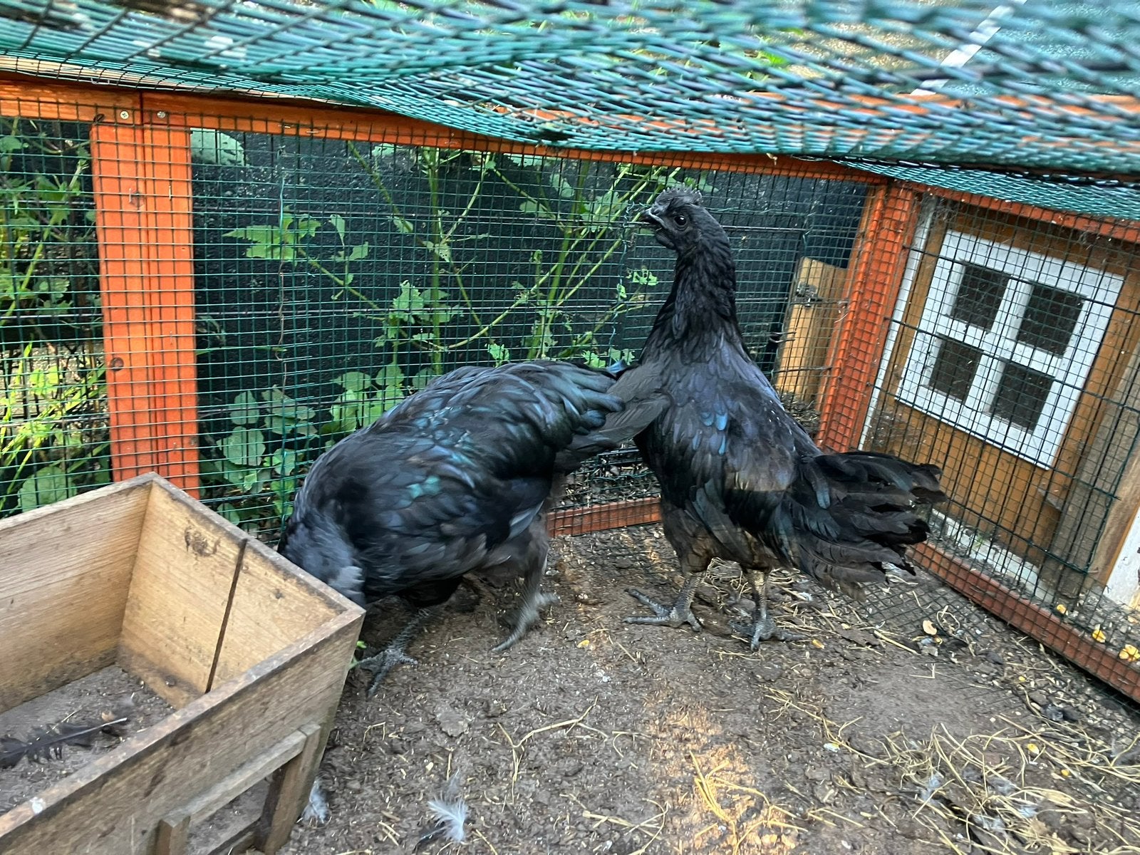 Jonge Ayam Cemani haantjes, Mannelijk, Kip