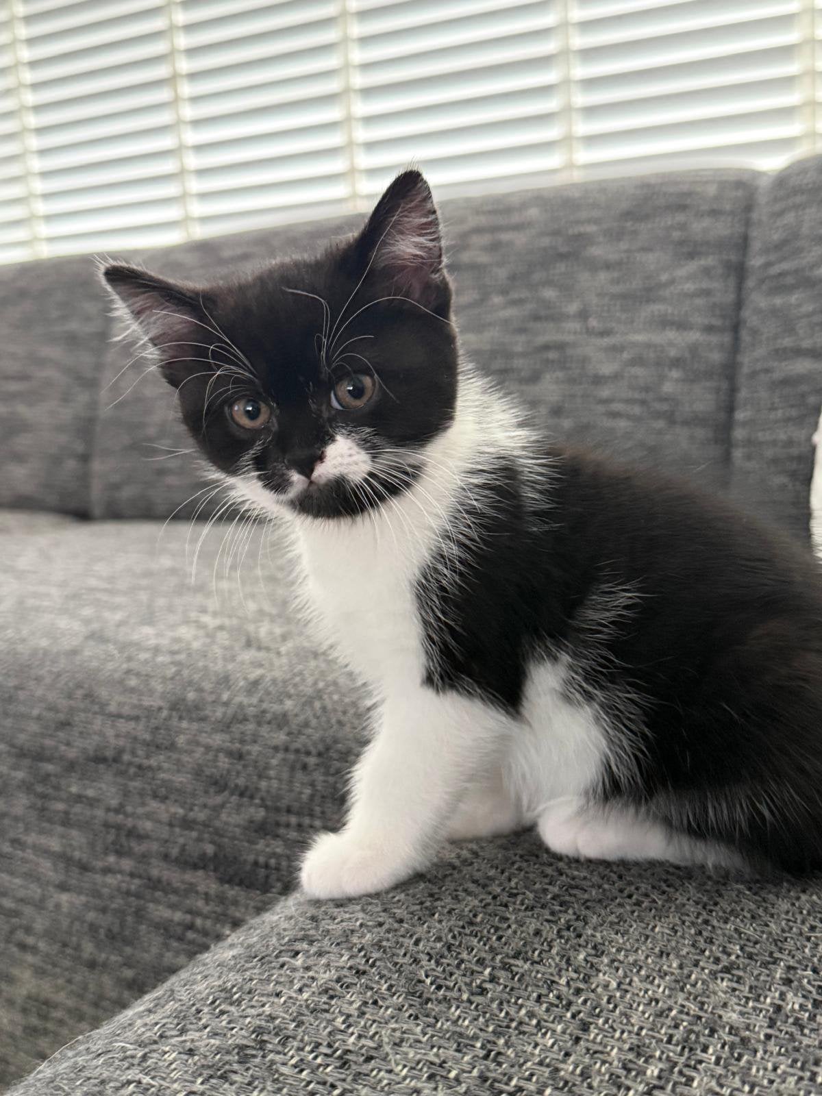 2 kittens te koop 75€ pp, Meerdere dieren