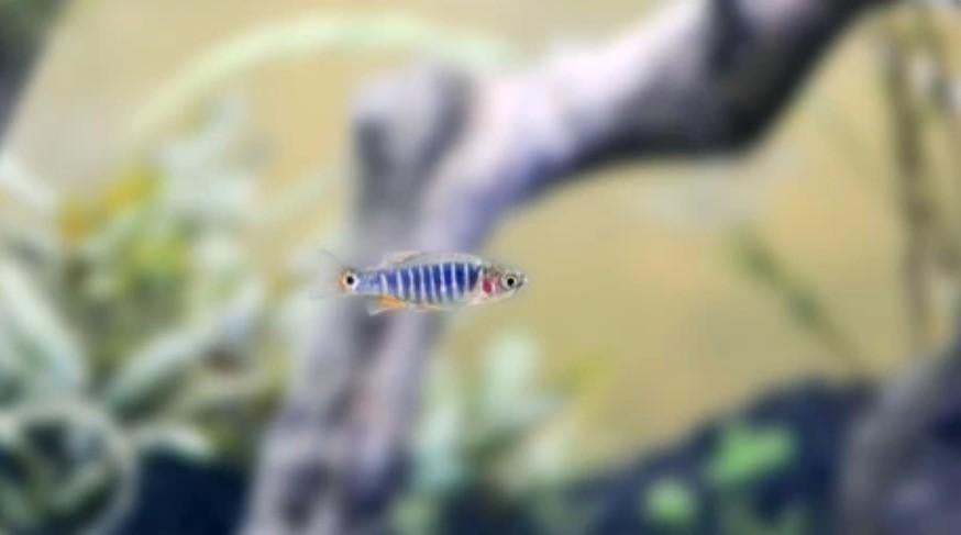 Rasbora emerald – Microrasbora erythromicron 1,5-2 cm, Dieren en Toebehoren, Vissen | Aquariumvissen, Vis