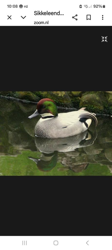 Gevraagd Sikkeleend woerd, Dieren en Toebehoren, Pluimvee, Mannelijk, Eend