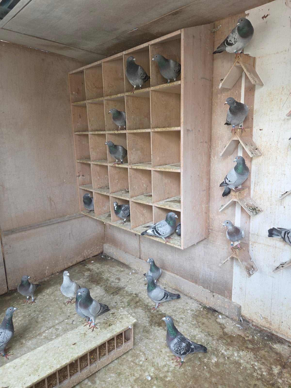 zitschappen, Meerdere dieren, Postduif