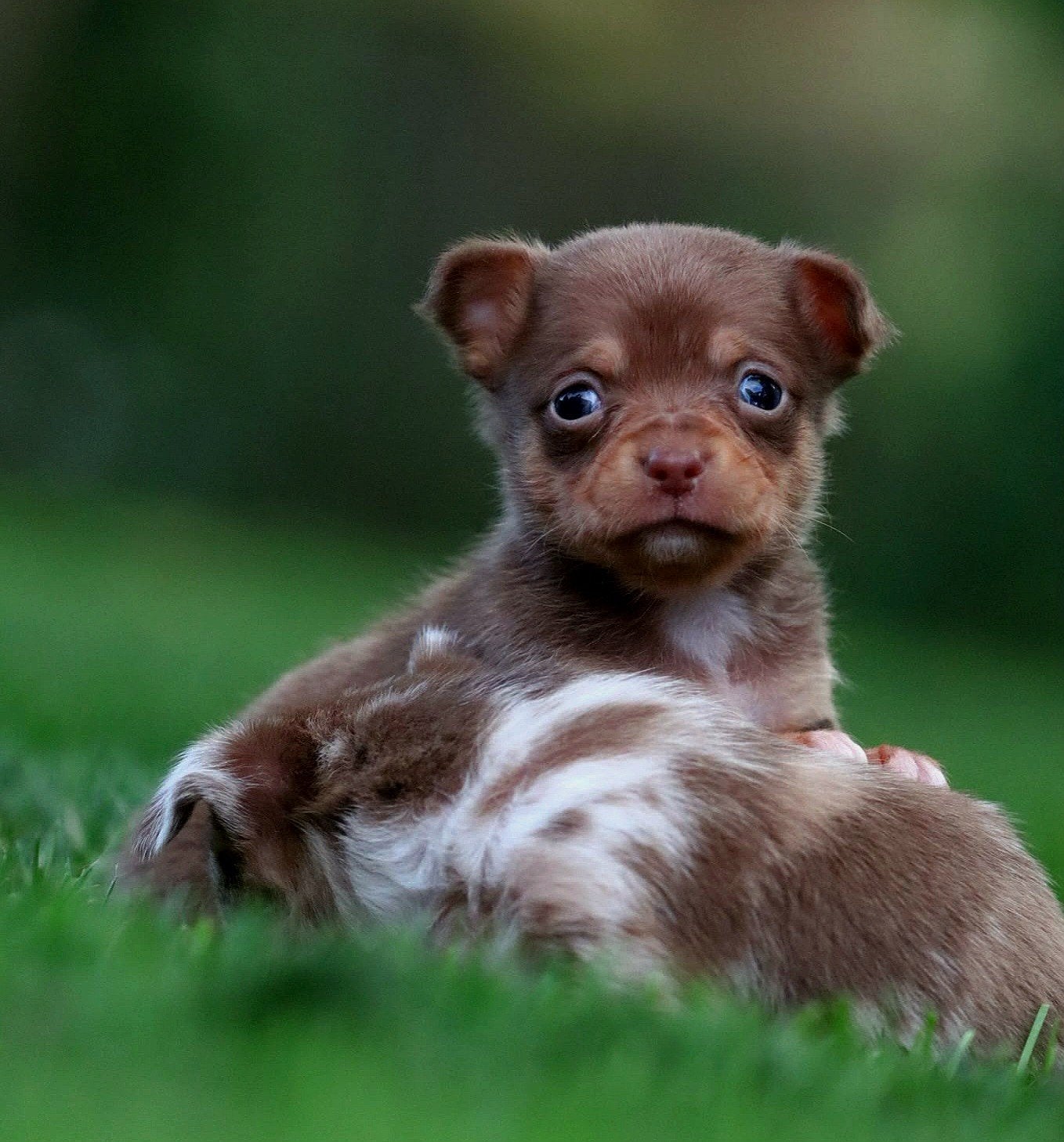 Chihuahua pup teefje kortharig choco. Mag zondag verhuizen, CDV (hondenziekte), 8 tot 15 weken, Teef, Meerdere