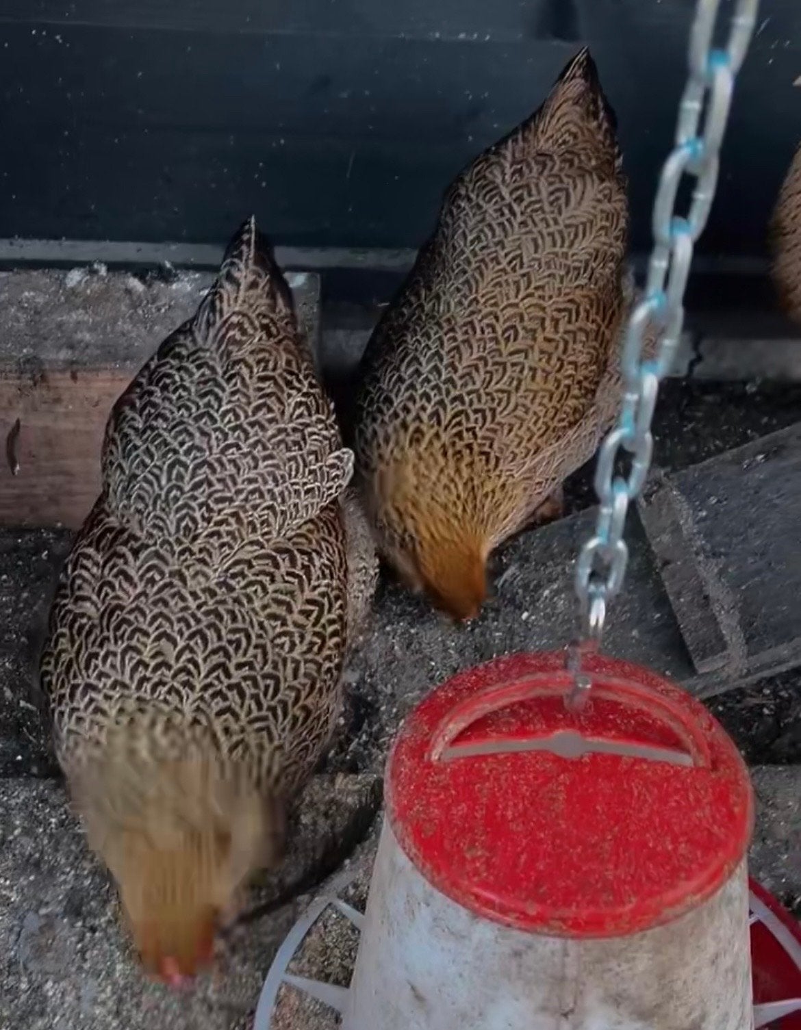 Krielkip wyandotte leghen 3 stuks, Dieren en Toebehoren, Pluimvee, Vrouwelijk, Kip