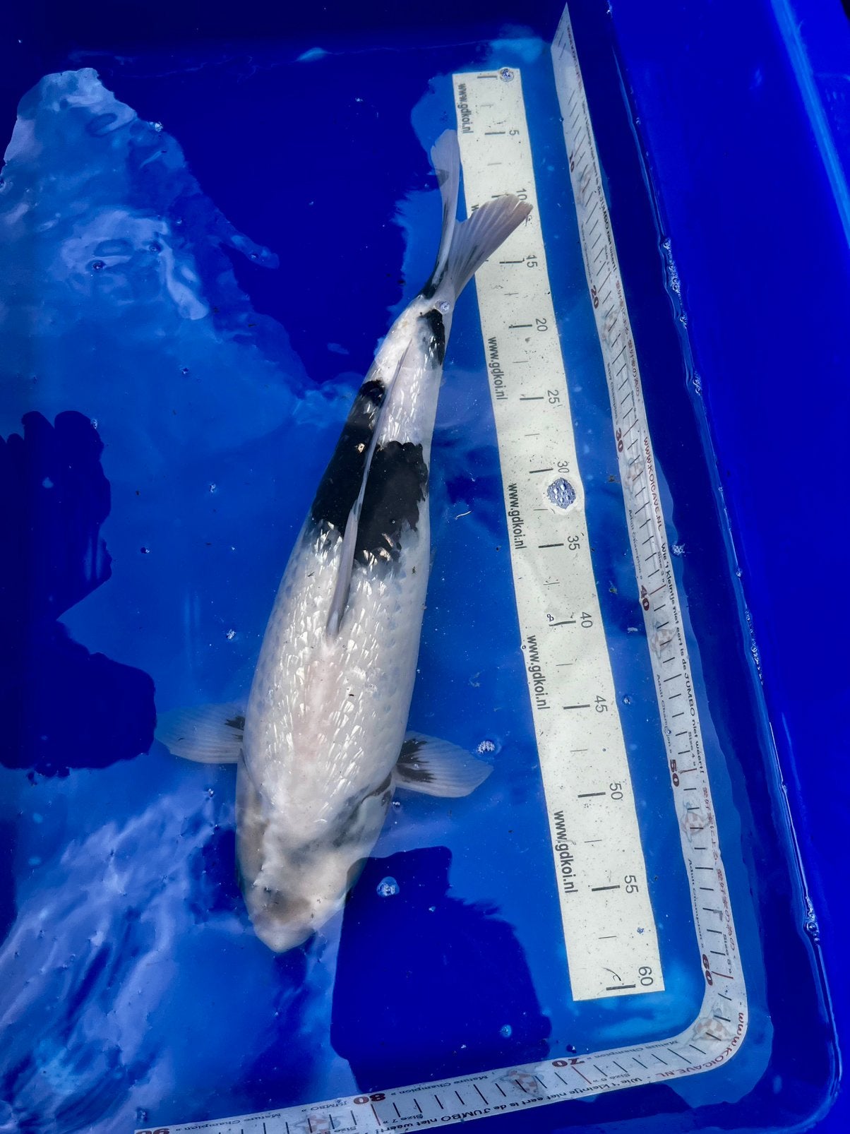 Ginrin shiro utsuri van Sakezume., Dieren en Toebehoren, Vissen | Vijvervissen, Karper of Koi