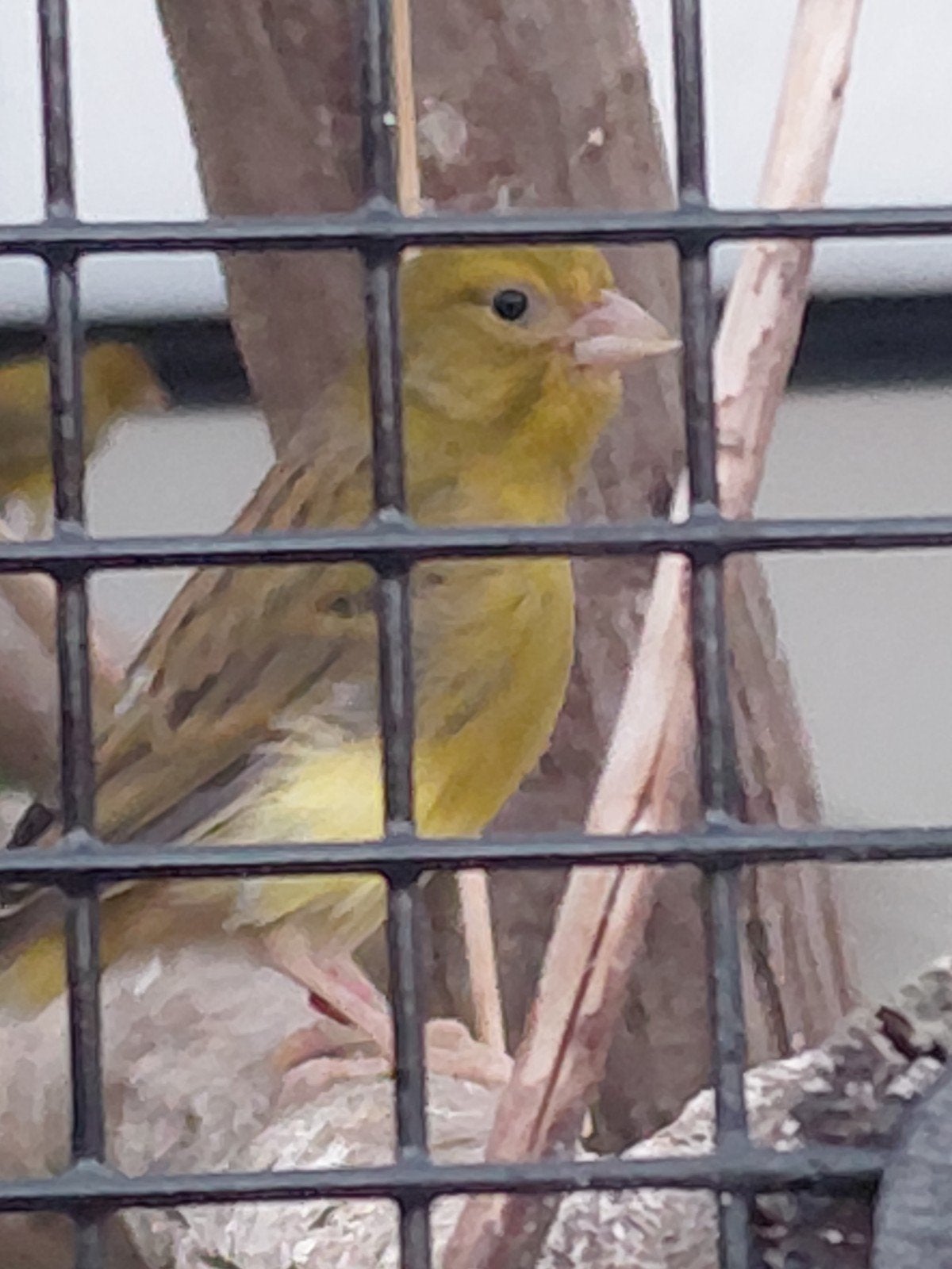 raza kanaries, Dieren en Toebehoren, Vogels | Kanaries, Meerdere dieren, Kleurkanarie