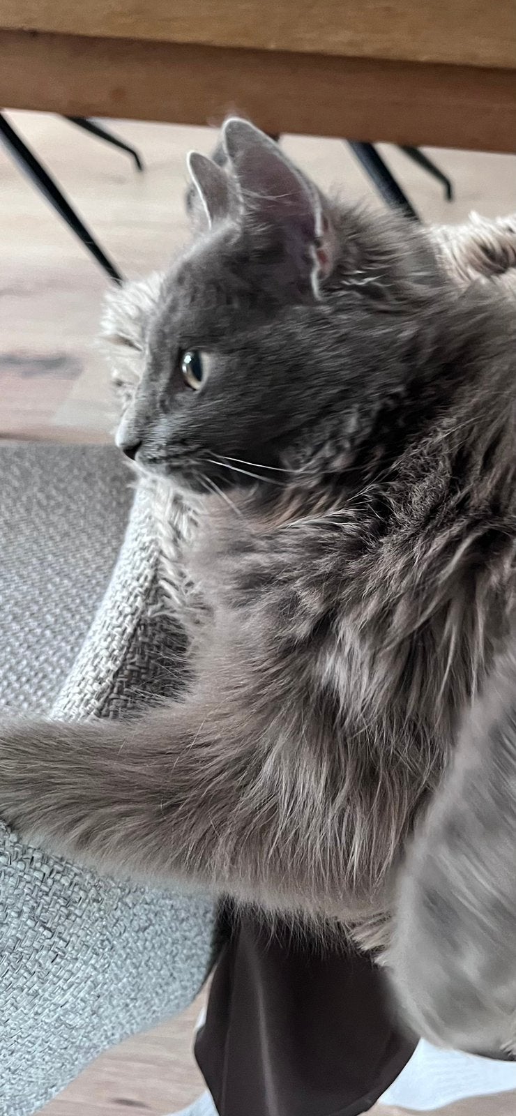 Kitten mix Blauwe Rus, Noorde Boskat zoekt nieuw huisje, Dieren en Toebehoren, Katten en Kittens | Raskatten | Langhaar, Poes