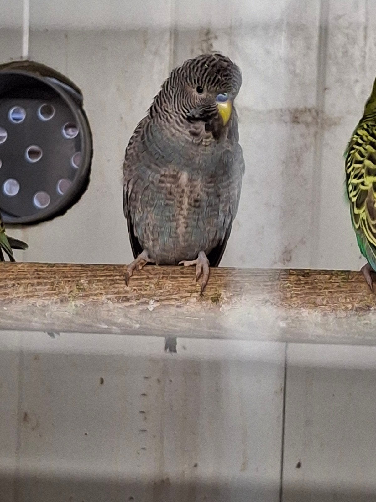 blackfees grasparkieten., Dieren en Toebehoren, Mannelijk, Parkiet, Geringd