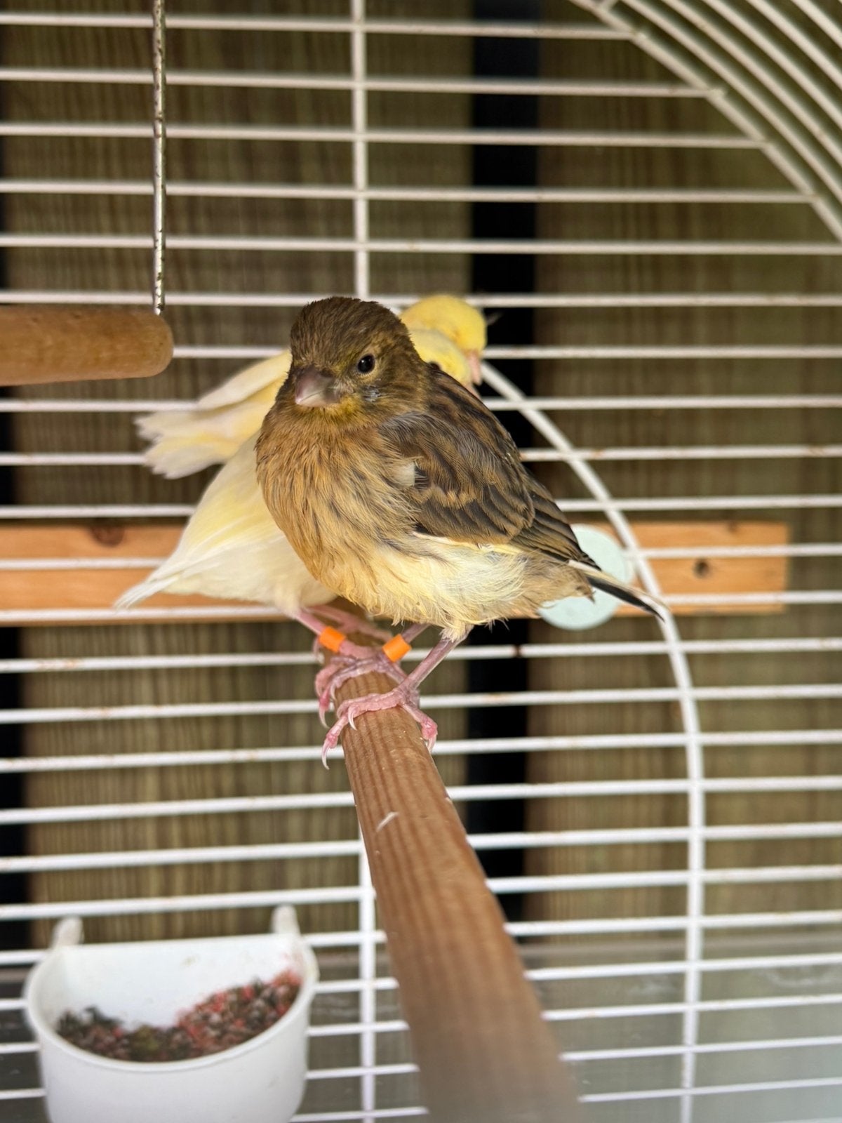 3 Jonge Kanarie’s, Geslacht onbekend, Kleurkanarie