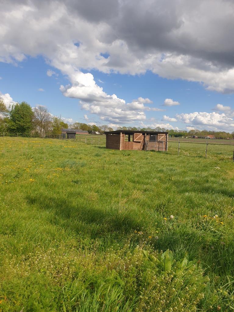 Weiland te huur, Dieren en Toebehoren, Stalling en Weidegang