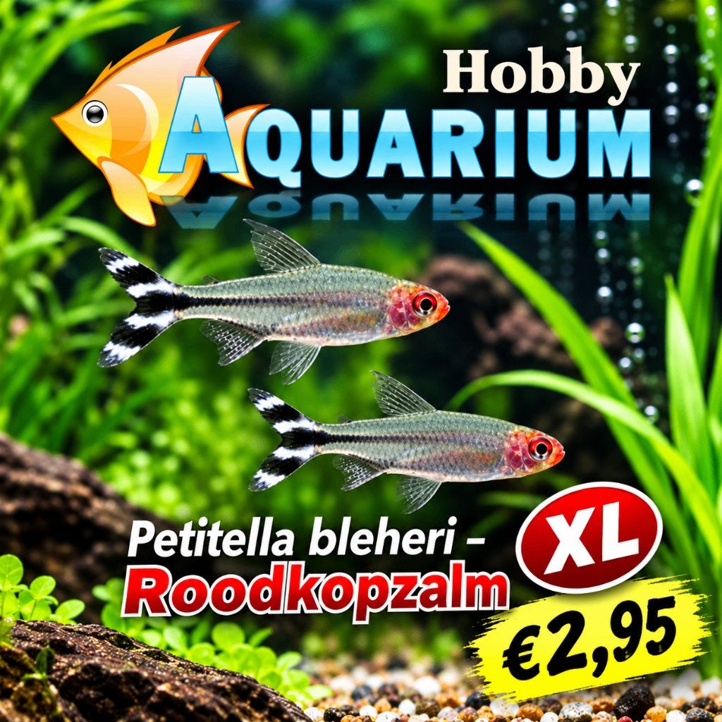 Hobbyaquarium Roodkopzalmen L mooi op maat, Vis, Zoetwatervis, Schoolvis