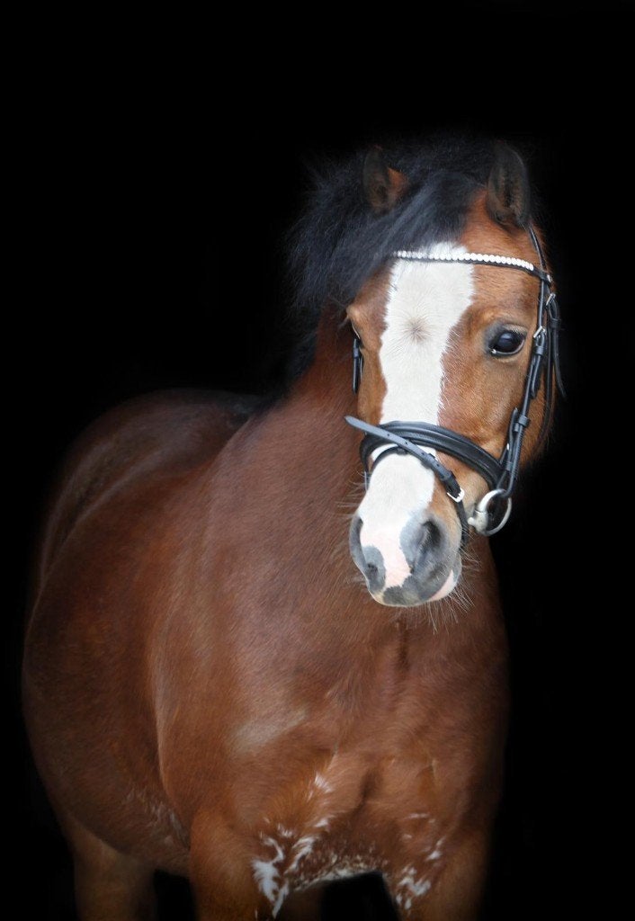 Te koop: Lieve A Welsh Pony, Merrie, Met stamboom, Dressuurpony, A pony (tot 1.17m)