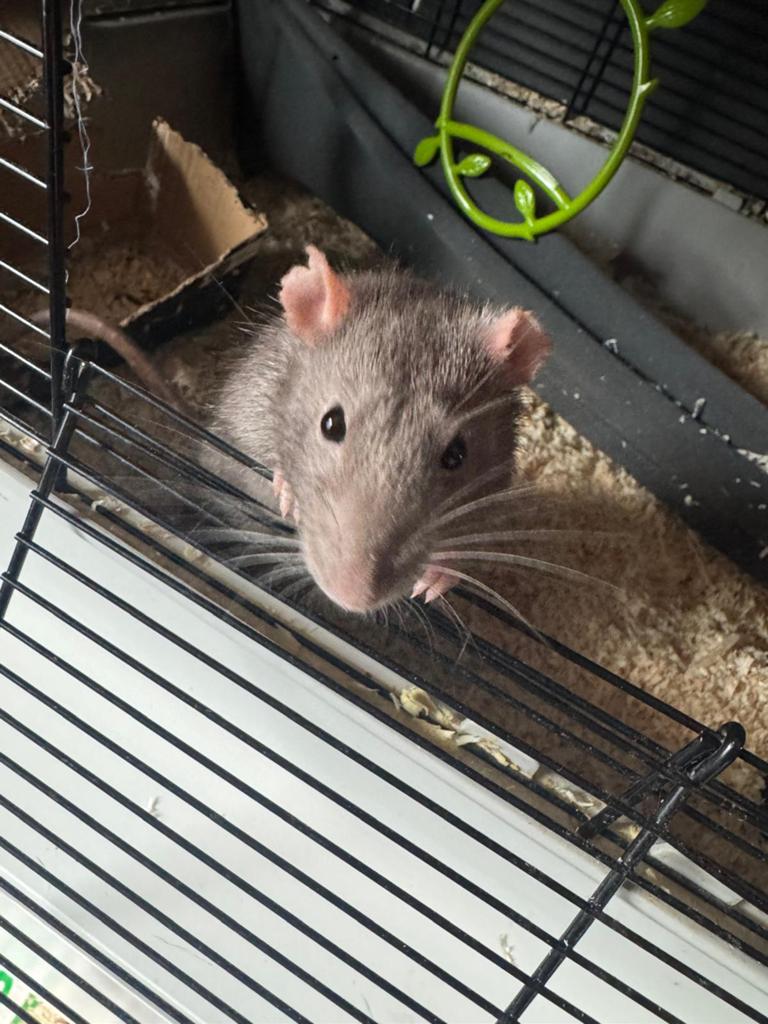 2 Ratten jongen en meisje met kooi, Dieren en Toebehoren, Knaagdieren, Rat, December, Meerdere dieren, Tam