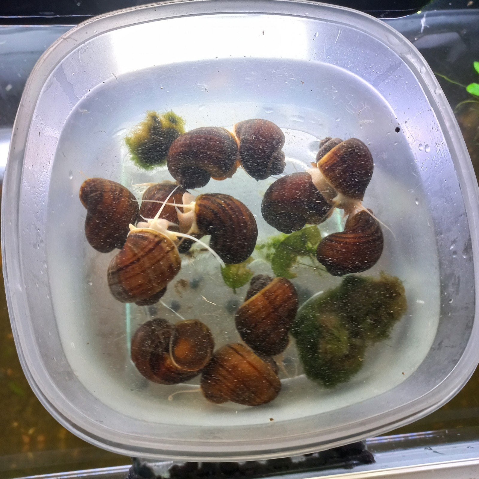 gratis appelslakken, Dieren en Toebehoren, Vissen | Aquariumvissen, Slak of Weekdier, Zoetwatervis