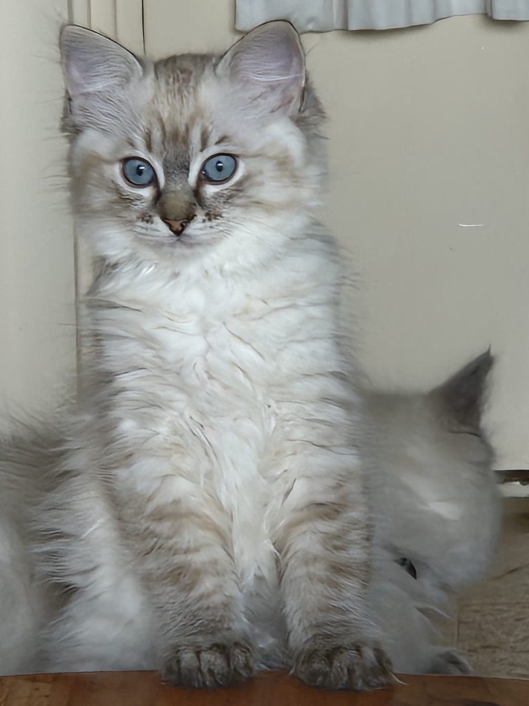 Exclusieve ragdoll kittens met stamboom, Meerdere dieren, Met stamboom, 0 tot 2 jaar