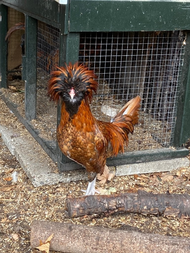 Kuifhoen Baardkuifhoen Hanen, Mannelijk, Kip