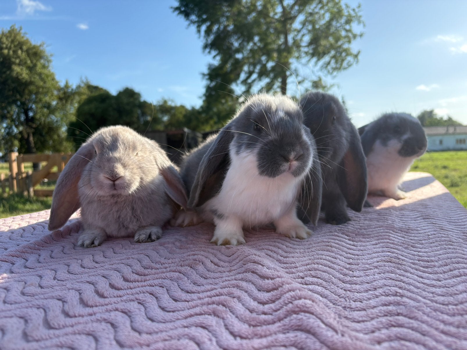 Franse hangoor konijn, Dieren en Toebehoren, Mannelijk, Groot, Hangoor