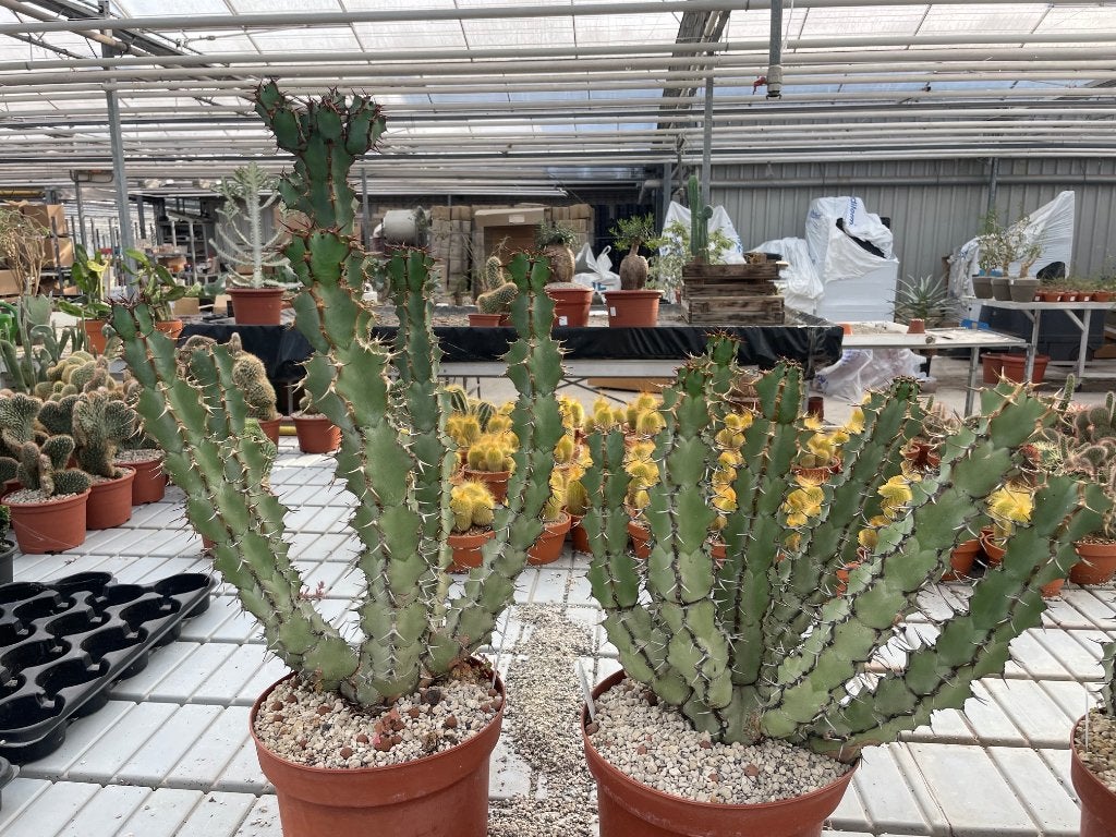 Cactus Euphorbia Coerulescens potmaat 25cm. hoogte 57-80cm, Ophalen of Verzenden, Minder dan 100 cm, Volle zon, In pot