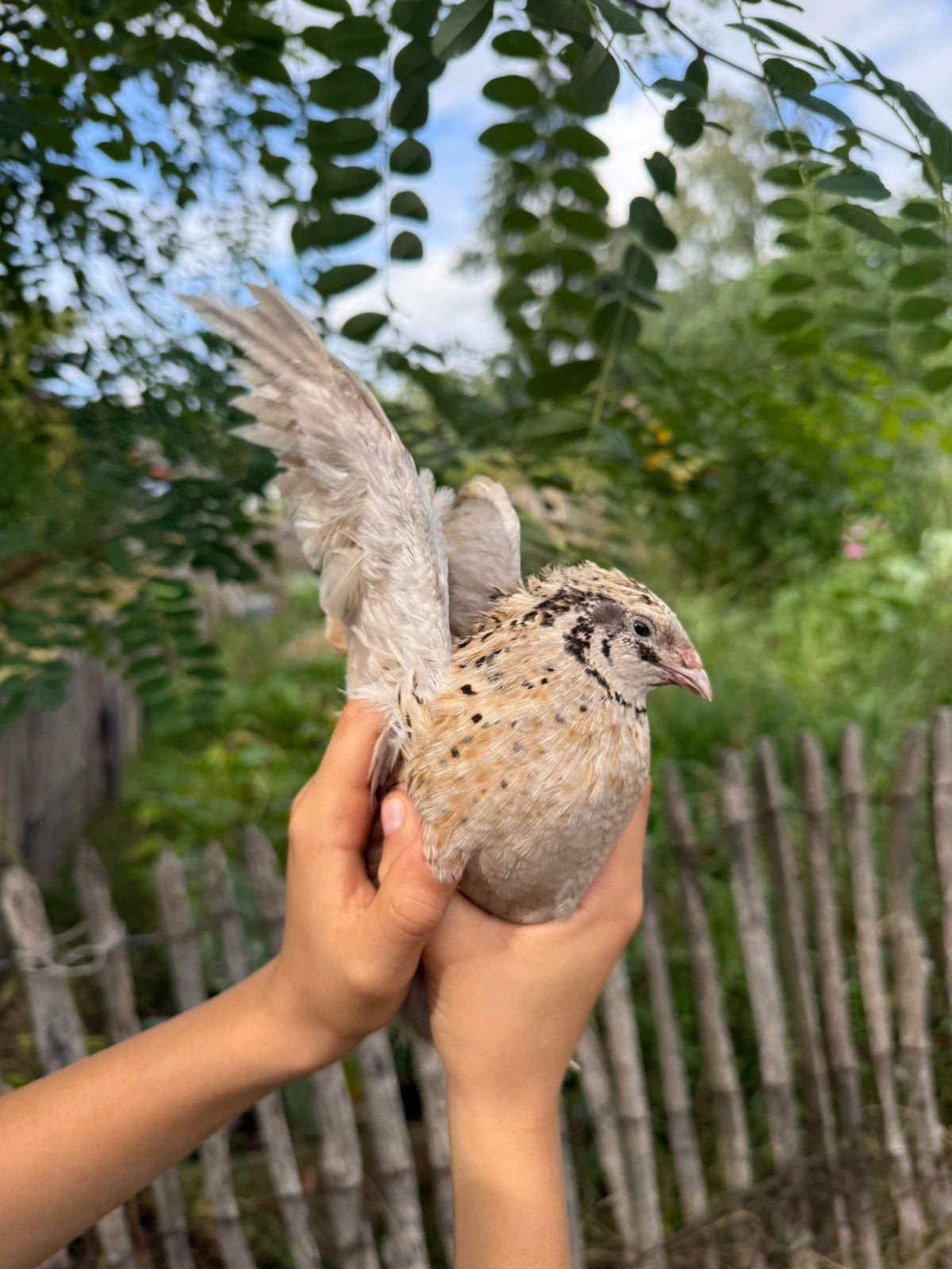 Koppeltje kwartels, Meerdere dieren, Overige soorten