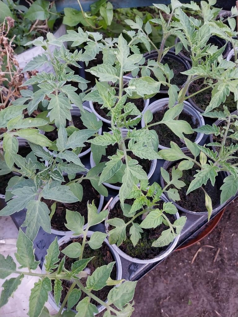 Plum tomaat €1,00, Ophalen, Eenjarig, Groenteplanten, Volle zon