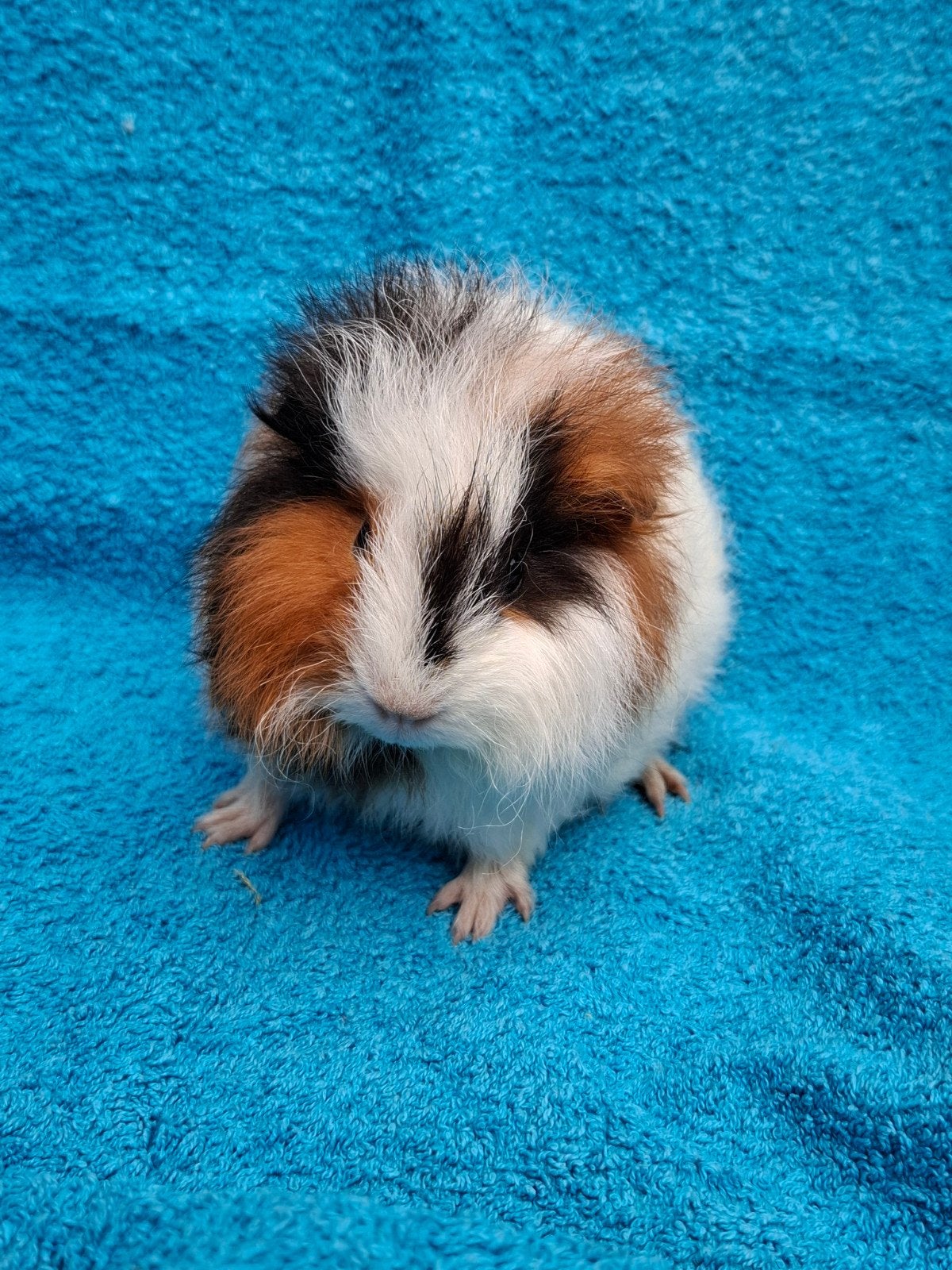 2 mooie CH teddy broertjes, Dieren en Toebehoren, Juni, Mannelijk, Cavia