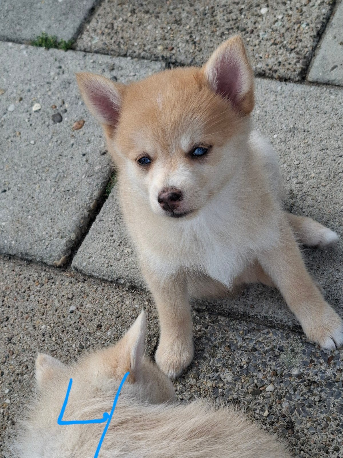 Pomeriaan /Pomsky pups we mogen verhuizen, Keeshond, 8 tot 15 weken, Teef, Parvo