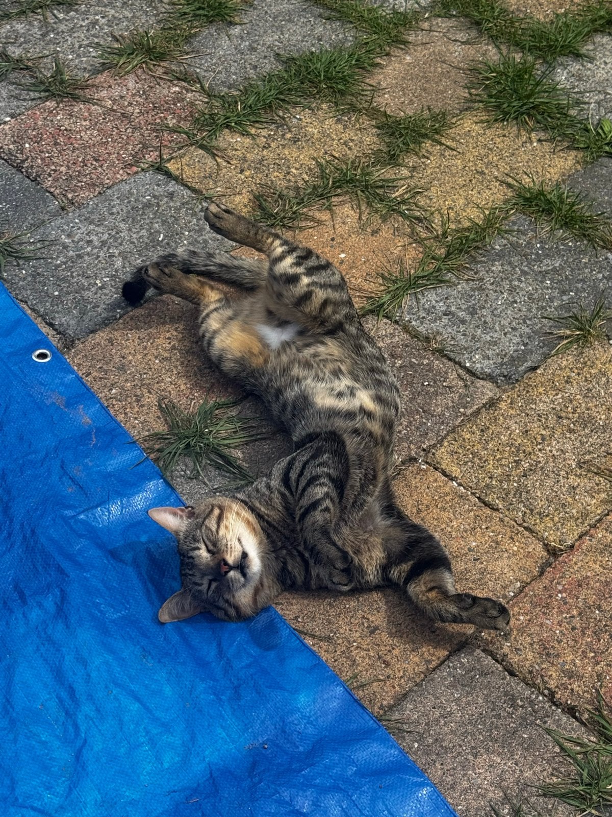 Lieve en aanhankelijke kater zoekt nieuw thuis, Dieren en Toebehoren, Kater