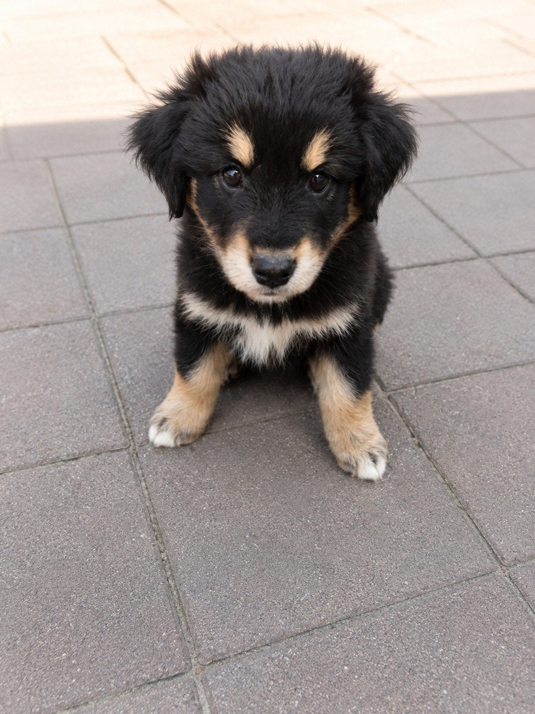 2 Pomsky x Cockapoo puppy’s. Begin juli beschikbaar🩷, 8 tot 15 weken, Parvo, Meerdere, Meerdere dieren