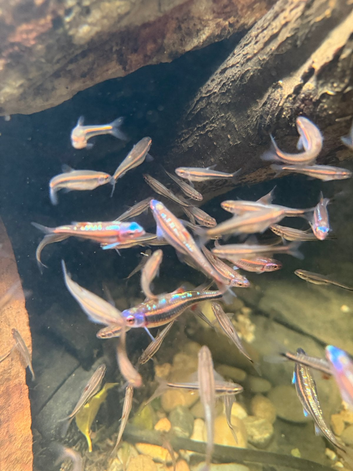 Rainbow shiners & yellowfin shiners & redface shiners, Ophalen, Nieuw
