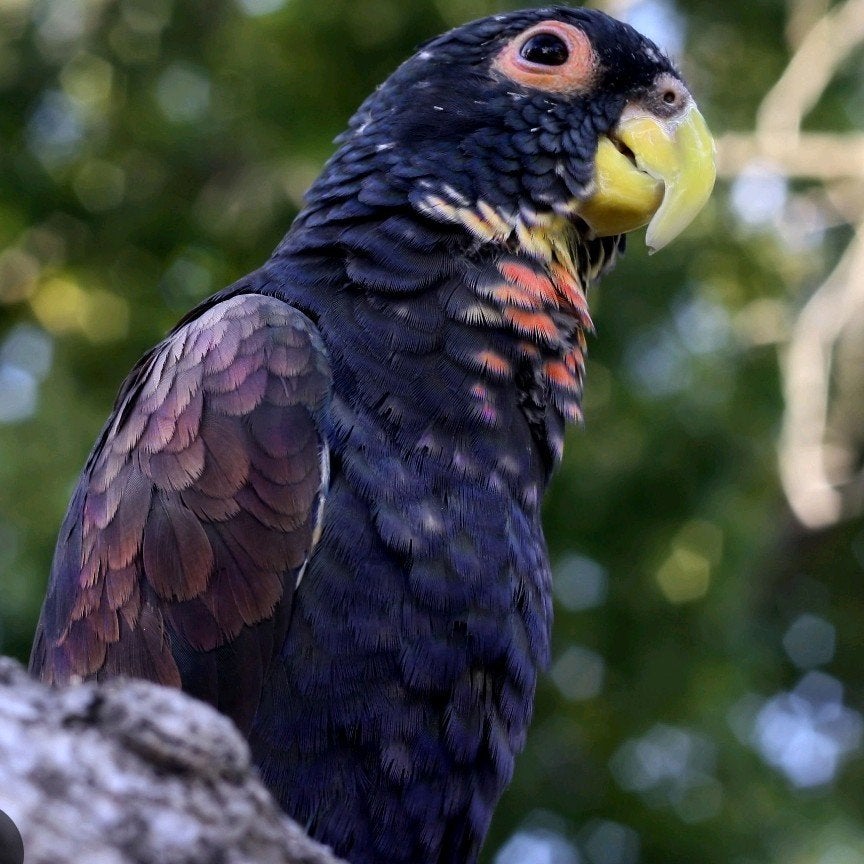 Bronsvleugel pionus, Mannelijk